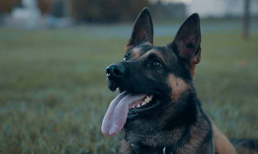 ‘He’s my responsibility’: Williamsport officer builds trust with k9 partner