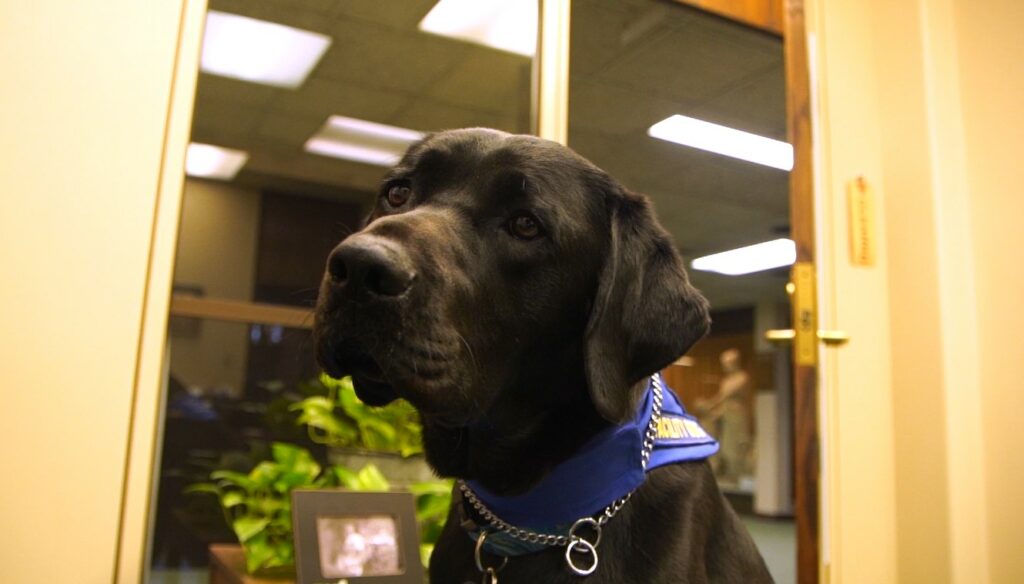 'A little extra something': Ludo takes on the role of court facility dog