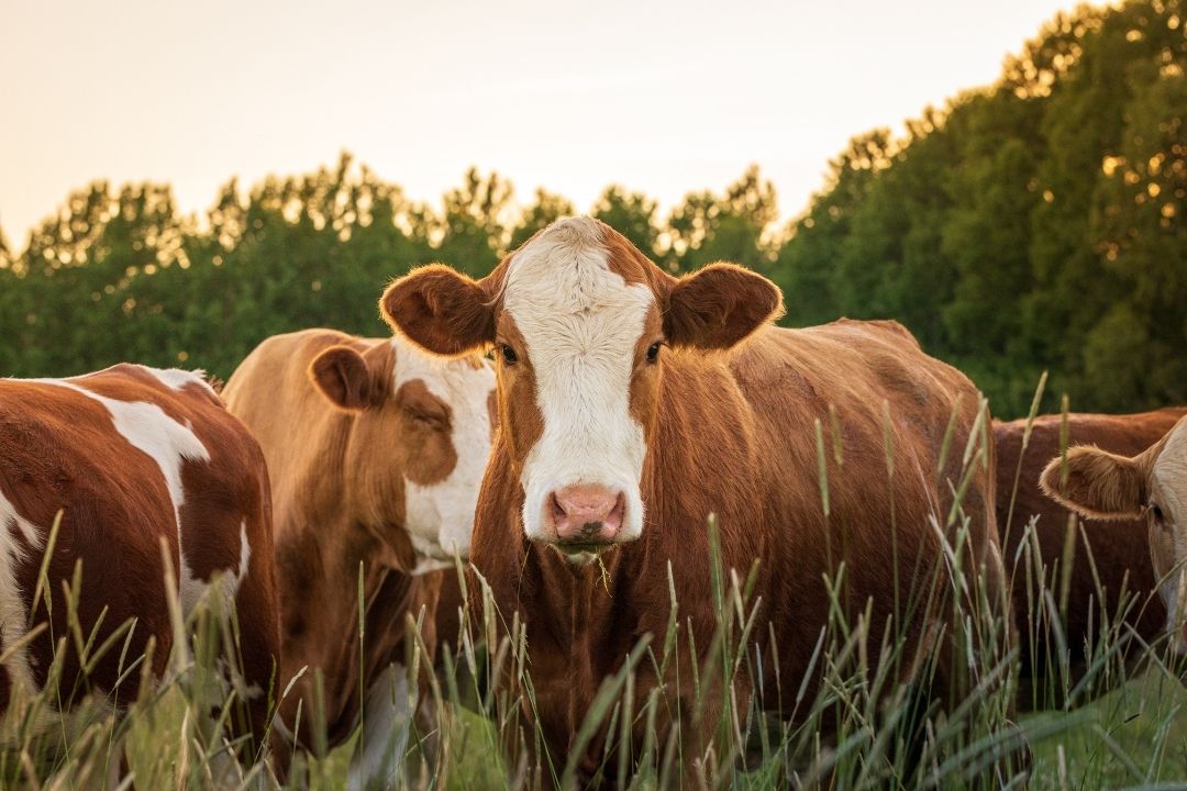 3 Techniques To Safely Round Up Escaped Cattle – On The Pulse