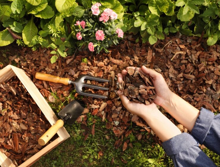 A close-up of someone placing fresh bark mulch in their flower beds with a small set of garden tools nearby.